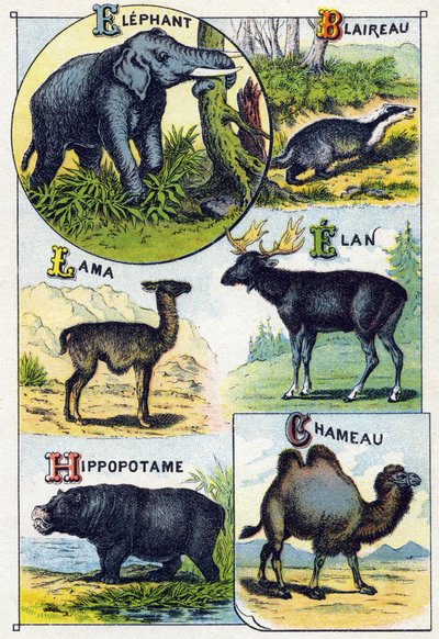 Plaat 4: Olifant, Das, Lama, Eland, Nijlpaard, Kameel. Gravure in "Syllabary alphabet of wild animals". Serie A. Pellerin et Cie, drukkers-uitgevers, Epinal, eind 19e eeuw. Chromolithografieën. Klein 8-pagina