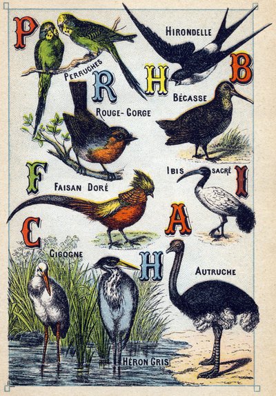 Plaat 4: Parkieten, Zwaluw, Roodborstje, Beuk, Dore Fazant, Heilige Ibis, Ooievaar, Struisvogel, Grijze Reiger. Gravure in "Syllabisch alfabet van vogels". Serie A. Pellerin et Cie, drukkers-uitgevers, Epinal, eind 19e eeuw. Chromolithografieën. Klein 8-pa door French School