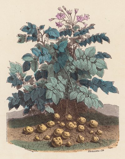 Aardappelplant door French School