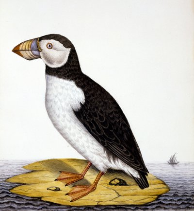 Papegaaiduiker, marmon fratercula, ca. 1840 door French School