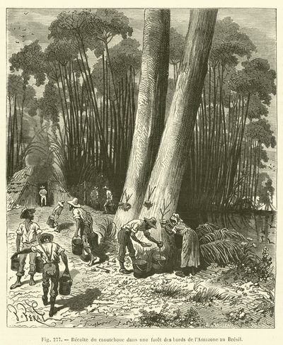 Rubberoogst in een bos aan de oevers van de Amazone in Brazilië door French School