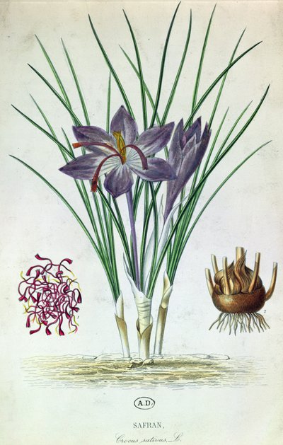 Saffraan (Crocus Sativus) door French School