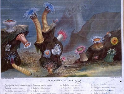 Zeeanemonen, uit een boek uitgegeven door Hachette door French School