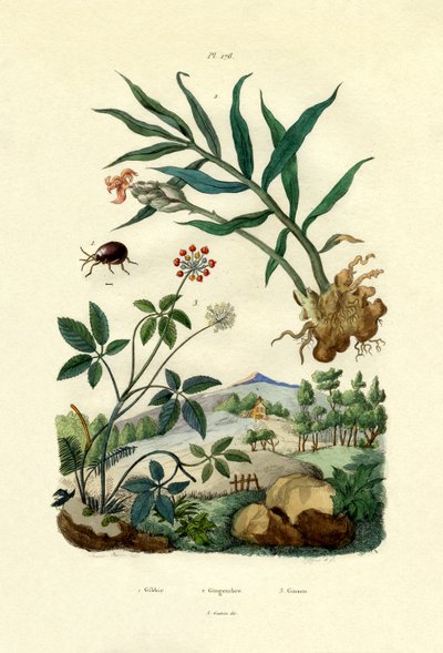 Glanzende spinnenkever, 1833-39 door French School