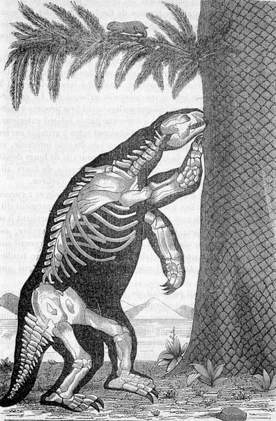 Skelet van megatherium - in 