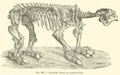 Fossiel skelet van het megatherium door French School