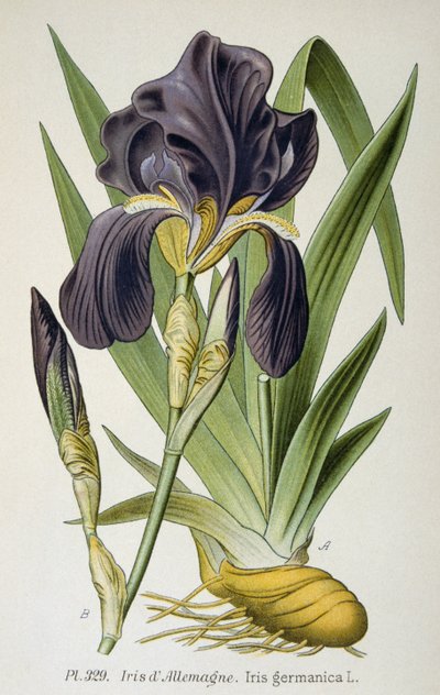 De Duitse iris bloem door French School