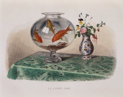 De goudvis (goudvissen in hun pot) - in 