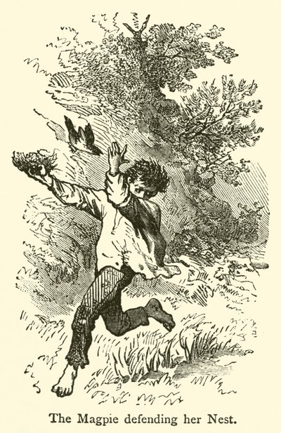 De ekster verdedigt haar nest (gravure) door French School