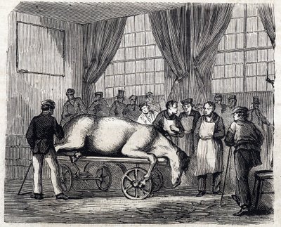 De Nationale Veterinaire School van Alfort - Les grandes écoles de France - École vétérinaire de Maison Alfort in 1866 - de operatiekamer - Gravure in 