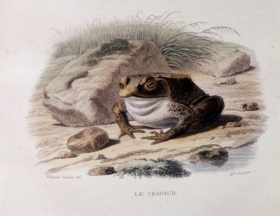De gewone pad (Bufo bufo) - in 
