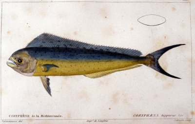 De coryphene van de Middellandse Zee na 