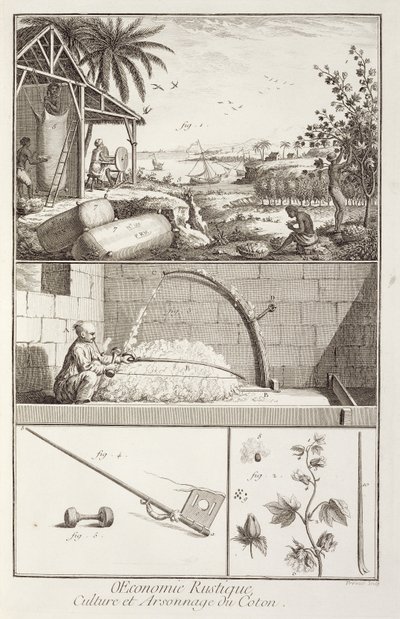 De teelt van katoen, uit de Encyclopedie door Denis Diderot (1713-84), gegraveerd door A. Provost (fl. 1834-55), ca. 1760 door French School