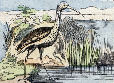 De wulp. Gravure in "Buffon Alphabet des Oiseaux n 2". 3e Serie N 2. Imaging of Epinal, Epinal, eind 19e eeuw. 16 pagina