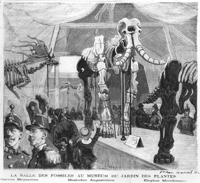 De fossielenkamer in het Museum voor Natuurgeschiedenis in Parijs, c.1880 door French School