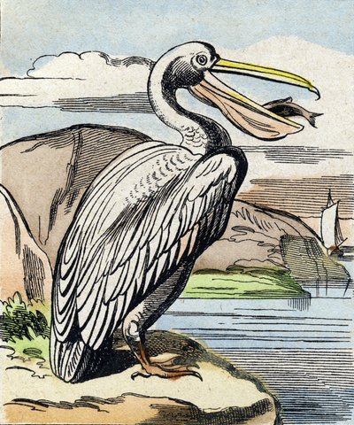 De pelikaan. Gravure in "Buffon Alphabet des Oiseaux n 1". 3e Serie N 1. Imaging of Epinal, Epinal, eind 19e eeuw. 16 pagina