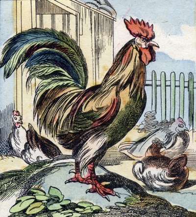 De haan. Gravure in "Buffon Alphabet des Oiseaux n 2". 3e Serie N 2. Imaging of Epinal, Epinal, eind 19e eeuw. 16 pagina