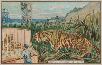 Tijger (chromolitho) door French School