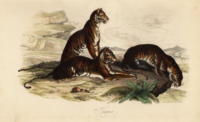 Tijger, Panthera tigris door French School