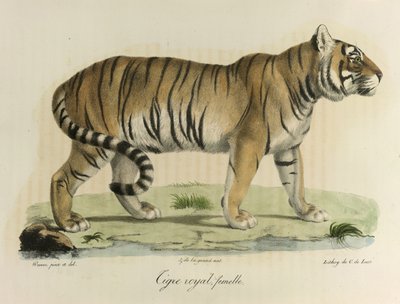 Koninklijke tijger, vrouwtje, uit Histoire Naturelle des Mammifères door French School