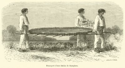 Transport van een blad van de Nymphaea door French School