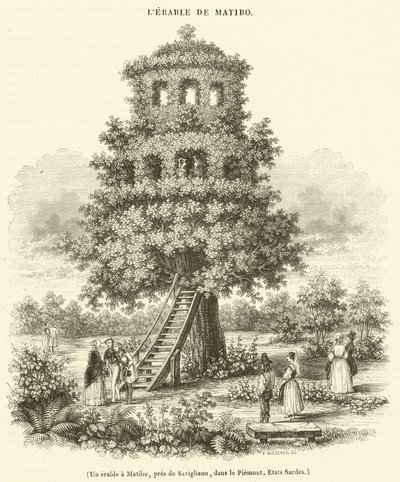 Een esdoorn in Matibo, bij Savigliano, in Piemonte, Sardinië (gravure) door French School