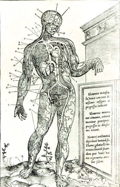 Vasculair systeem volgens Charles Etienne, uit De dissectione partium corporis humani libri tres, 1545 door French School