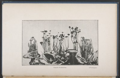 Osmotische vegetatie, Fig. 62, p. 163, uit 