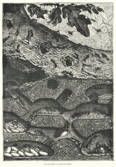 Uitzicht op het interieur van een mierennest aan de voet van een eik (gravure) door French School