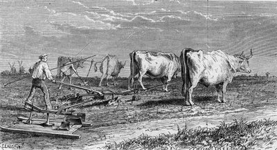 Wijnbouw in Medoc: ploegen van de wijngaarden dankzij een ploeg getrokken door ossen. Gravure in 