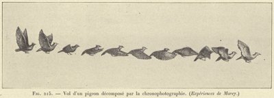 Vlucht van een duif ontleed door chronofotografie door French School