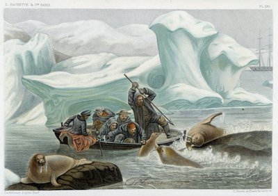 Walrusjacht - in 