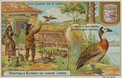 Witwangfluiteend, gedomesticeerd door Amerikaanse Indianen door French School