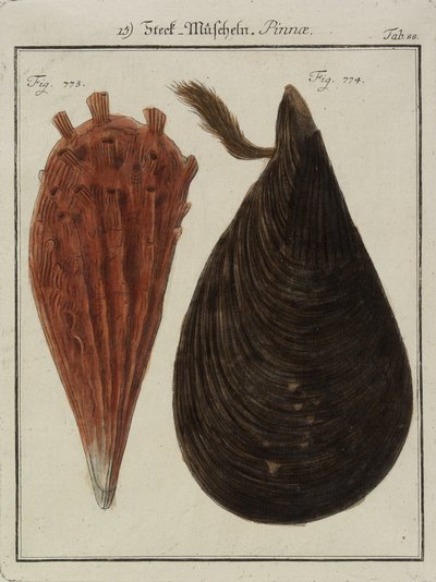 Mosselen, uit Neues Systematisches Conchylien-Cabinet, 1784 (handgekleurde ets en gravure) door Friedrich Heinrich Wilhelm Martini
