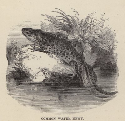 Gewone Watersalamander door Friedrich Specht
