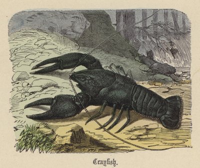 Rivierkreeft door Friedrich Specht