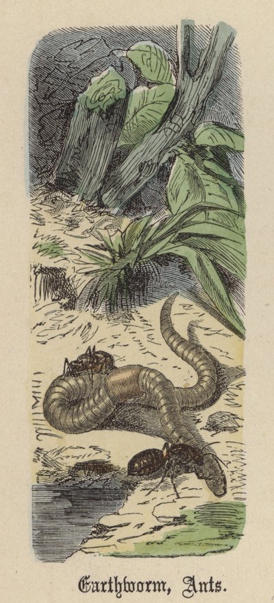 Regenworm, Mieren door Friedrich Specht