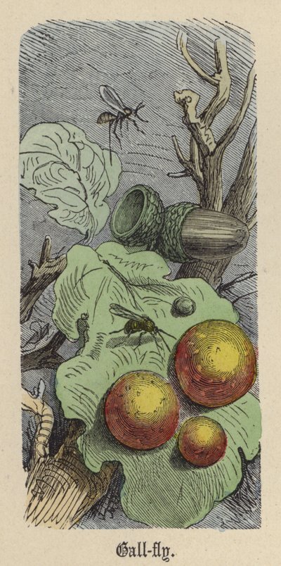 Galwesp door Friedrich Specht