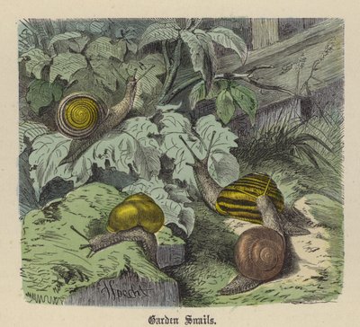 Tuinslakken door Friedrich Specht
