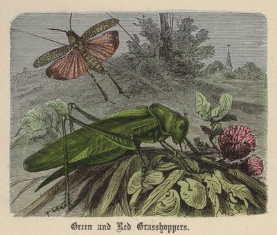 Groene en Rode Sprinkhanen door Friedrich Specht