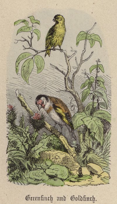 Groenling en distelvink door Friedrich Specht