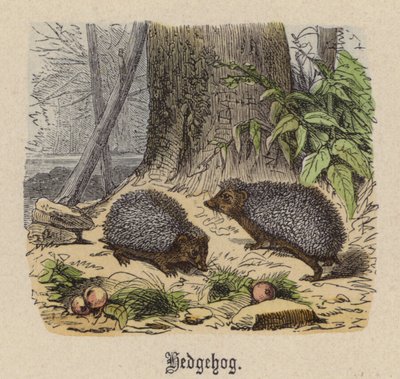 Egel door Friedrich Specht
