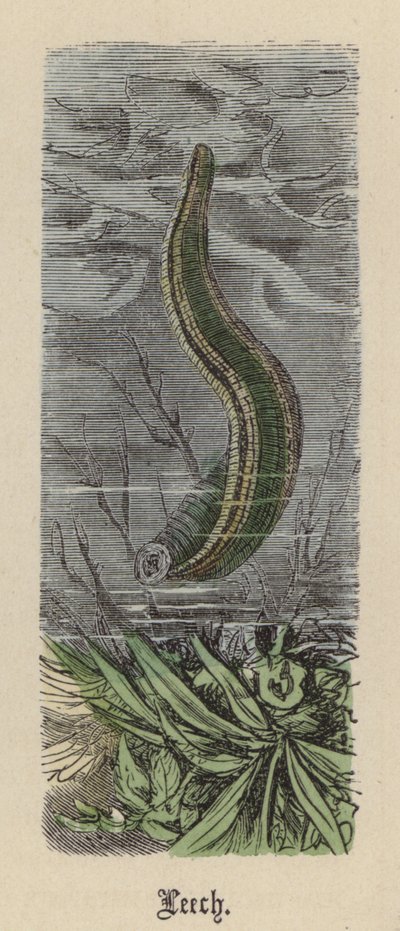 Bloedzuiger door Friedrich Specht
