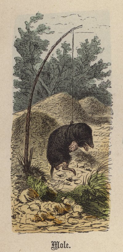 Mol door Friedrich Specht