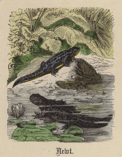 Salamander door Friedrich Specht
