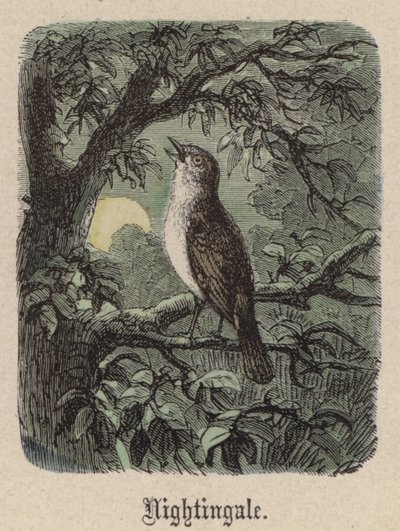 Nachtegaal door Friedrich Specht