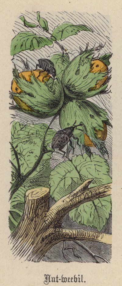 Notenboorder door Friedrich Specht