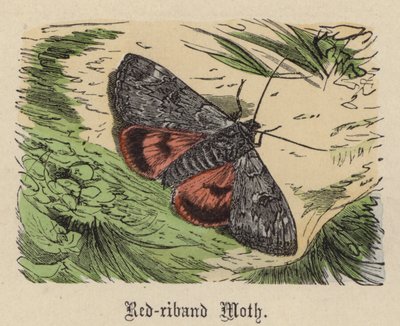 Roodbandmot door Friedrich Specht