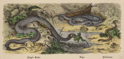 Ringslang, Adder, Hazelworm door Friedrich Specht