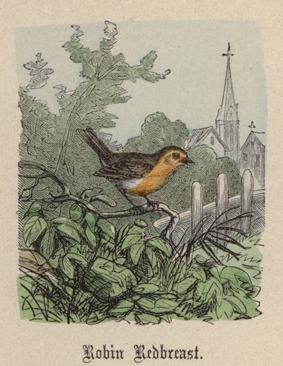 Roodborstje door Friedrich Specht